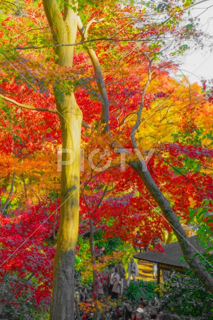 三渓園の紅葉
