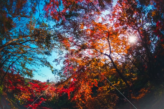 三渓園の紅葉