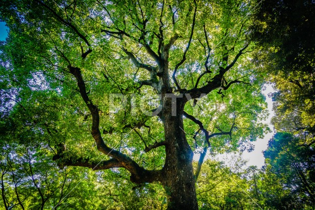 六義園の大木