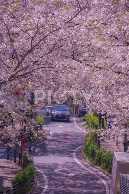 渋谷さくら坂と満開の桜