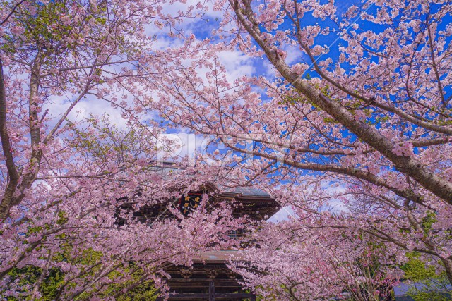 写真のタイトルが入ります