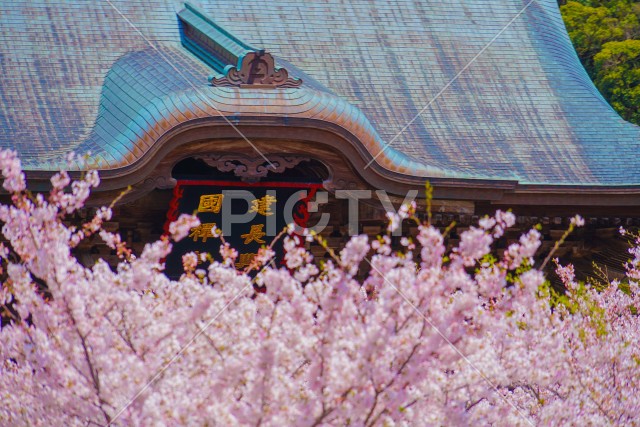 建長寺と満開の桜
