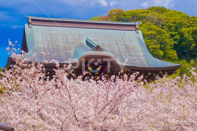 写真のタイトルが入ります