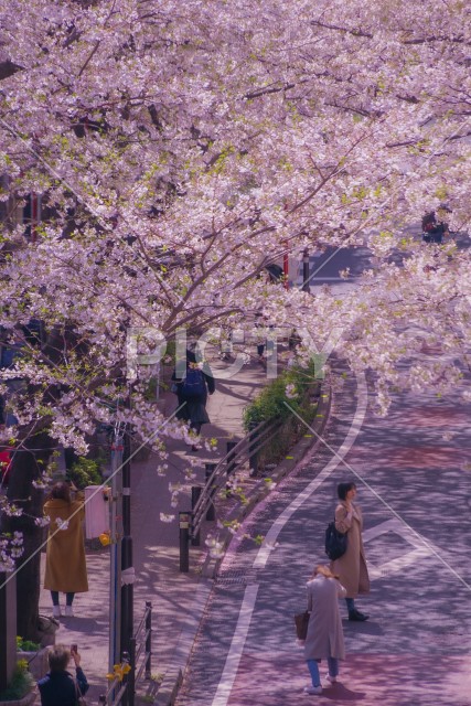 渋谷さくら坂と満開の桜