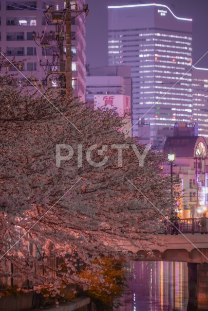 大岡川の夜桜
