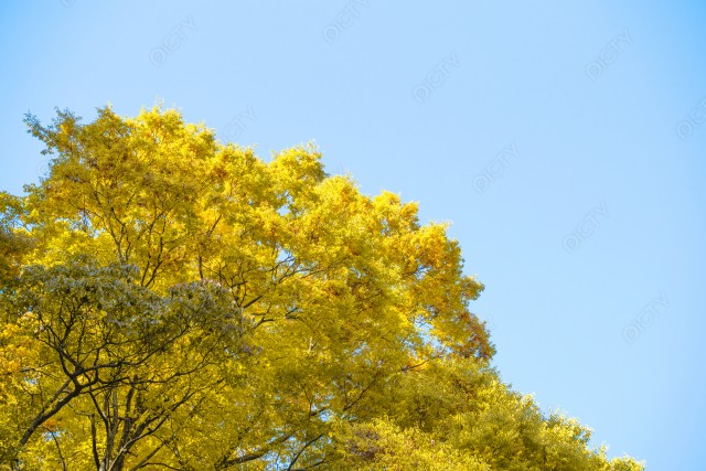 写真のタイトルが入ります