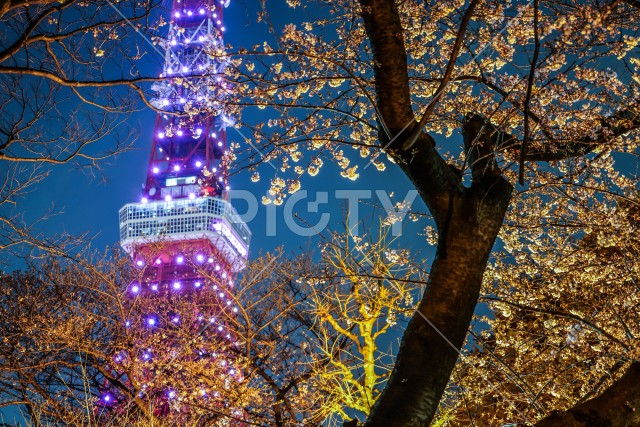 写真のタイトルが入ります
