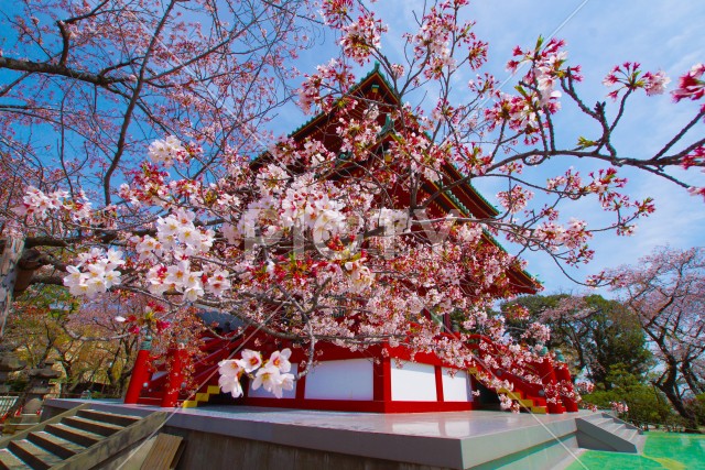 春の孝道山（神奈川県横浜市）