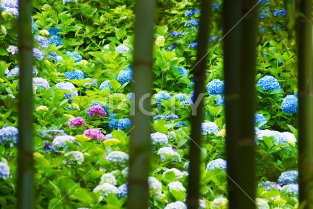 写真のタイトルが入ります