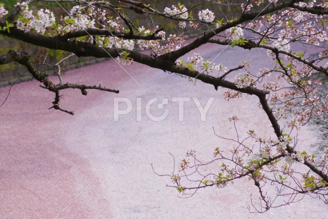 千鳥ヶ淵の桜イメージ