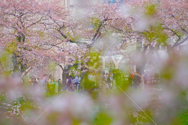 写真のタイトルが入ります
