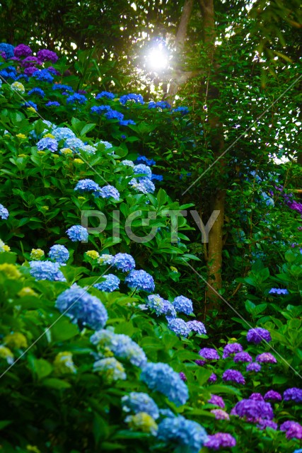 写真のタイトルが入ります