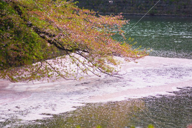 写真のタイトルが入ります