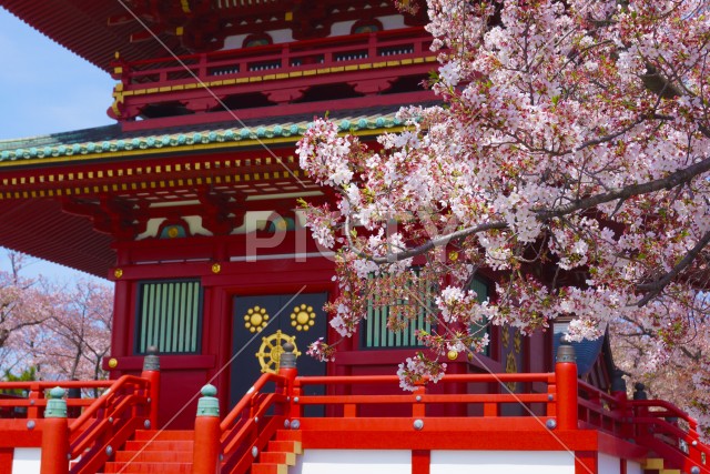 写真のタイトルが入ります