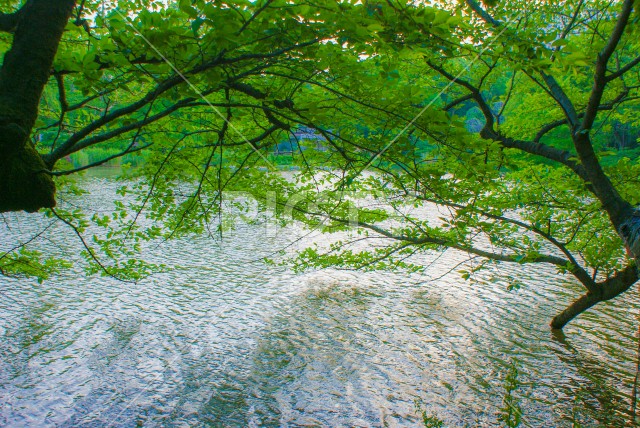 写真のタイトルが入ります