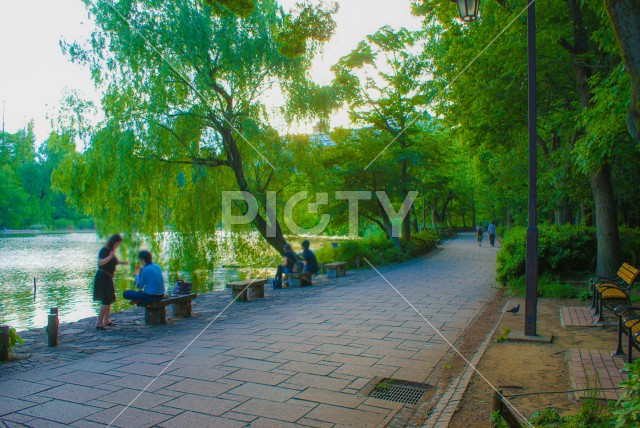 井の頭恩賜公園の新緑