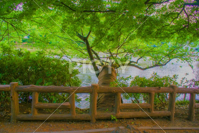 井の頭恩賜公園の新緑