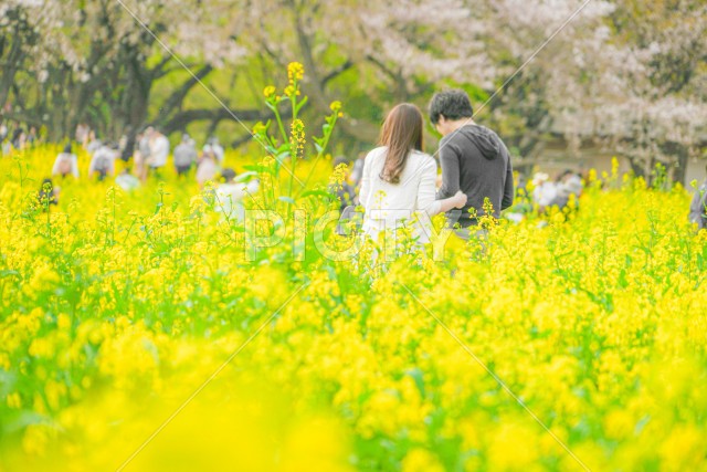 写真のタイトルが入ります