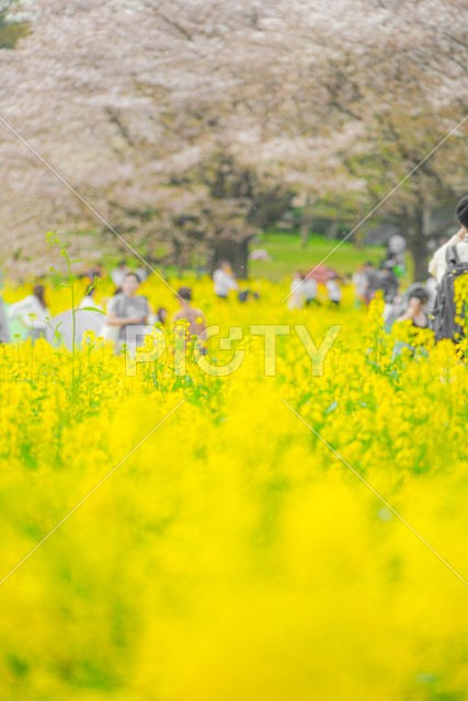 菜の花畑に集まる人々