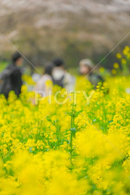 写真のタイトルが入ります