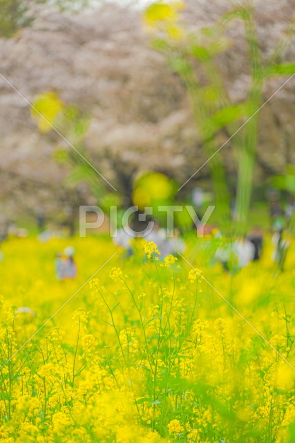 写真のタイトルが入ります