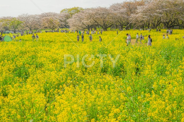 写真のタイトルが入ります