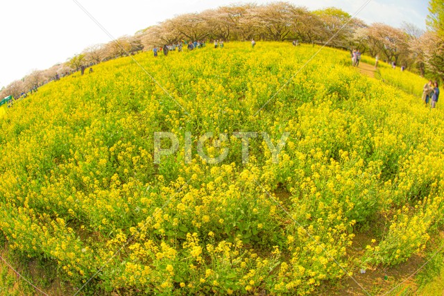写真のタイトルが入ります