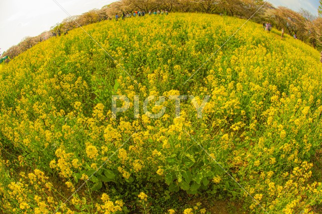 菜の花畑に集まる人々