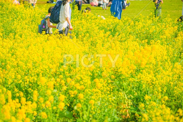 写真のタイトルが入ります