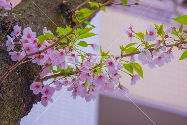写真のタイトルが入ります