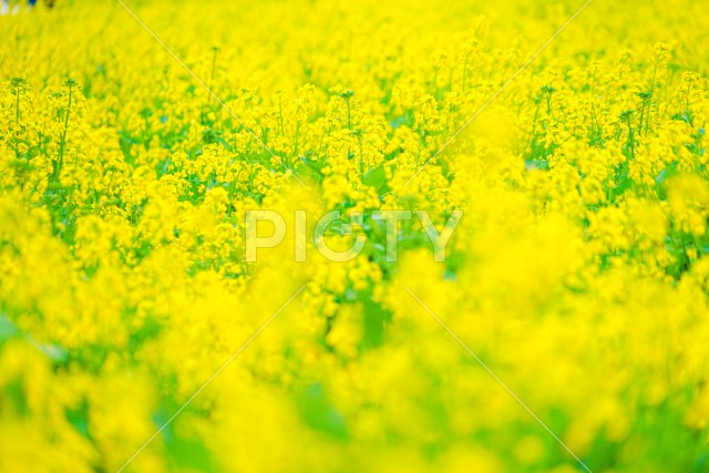 春の菜の花畑のイメージ