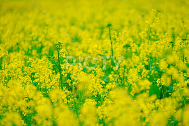 春の菜の花畑のイメージ