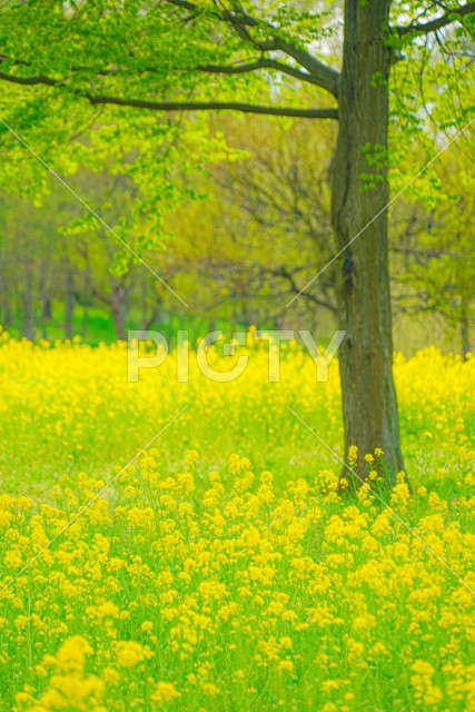 写真のタイトルが入ります