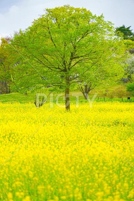 写真のタイトルが入ります