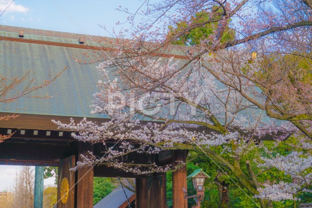 靖国神社の五分咲きの桜