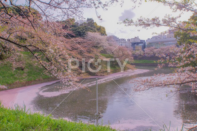 千鳥ヶ淵の桜のイメージ