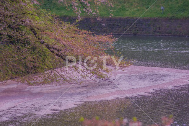 千鳥ヶ淵の桜のイメージ