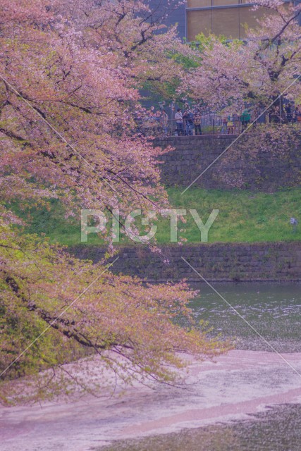 千鳥ヶ淵の桜のイメージ