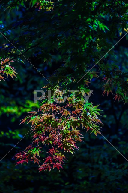 写真のタイトルが入ります