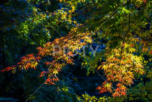 紅葉のイメージ