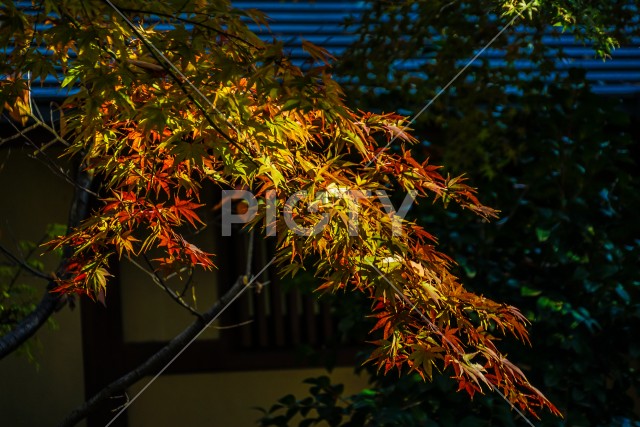 紅葉のイメージ