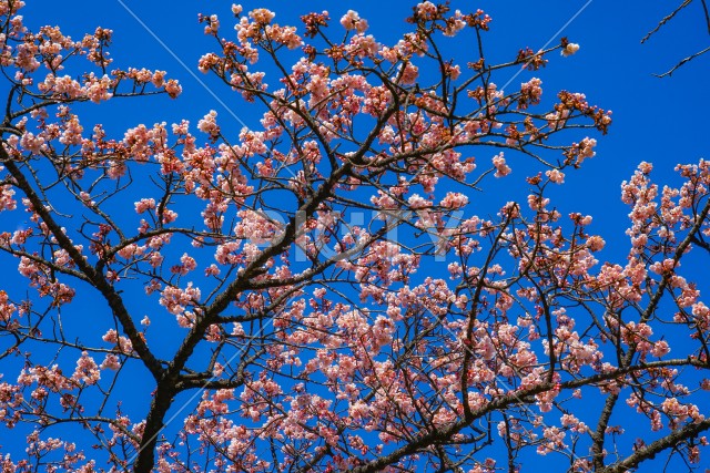 写真のタイトルが入ります
