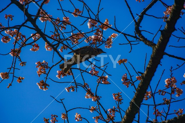河津桜とヒヨドリ