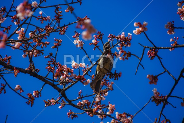 写真のタイトルが入ります