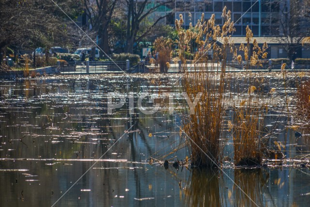 写真のタイトルが入ります