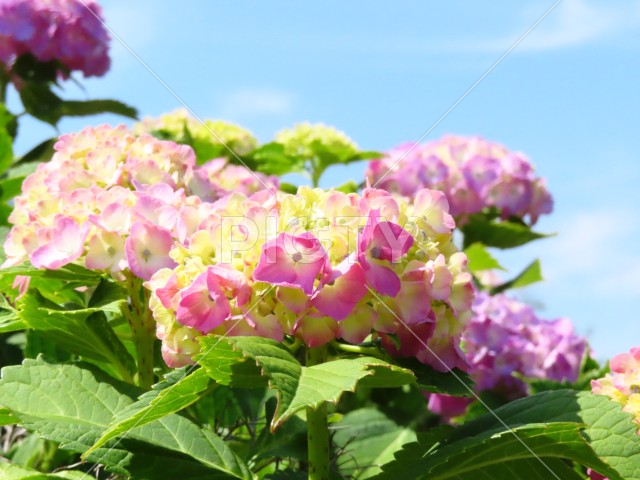 晴れた日のアジサイの花