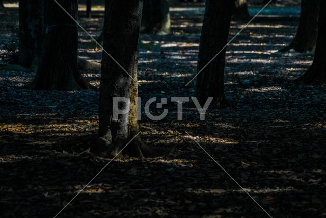 写真のタイトルが入ります