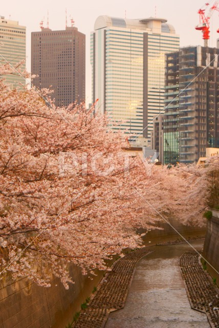都会に咲く満開の桜のイメージ