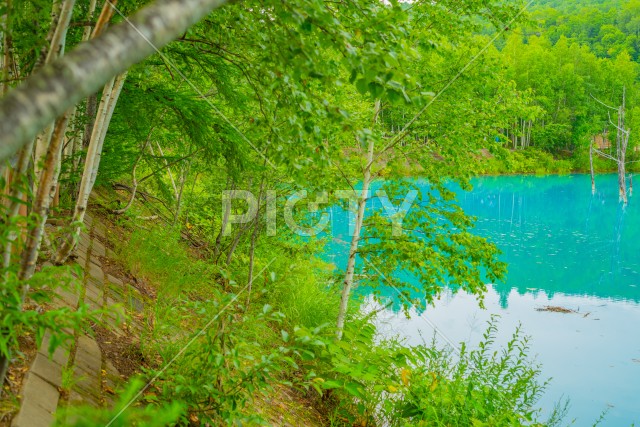 北海道の美瑛町にある青い池