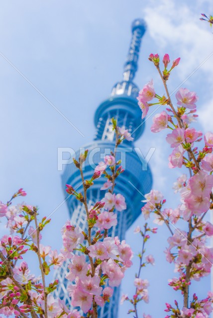 写真のタイトルが入ります